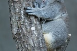 Sleeping koala pictures