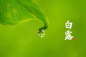 白露清新护眼风景桌面壁纸