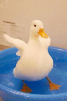 Pictures of avatars of small animals that are sand sculptures but very healing.