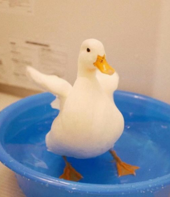 沙雕但是却很治愈的小动物头像图片