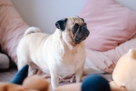 Cute pug pictures desktop wallpaper