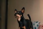 Doberman Pinscher Pictures Doberman Pinscher Pictures