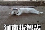 Cat version of Henan wisdom teeth removal emoticon pack