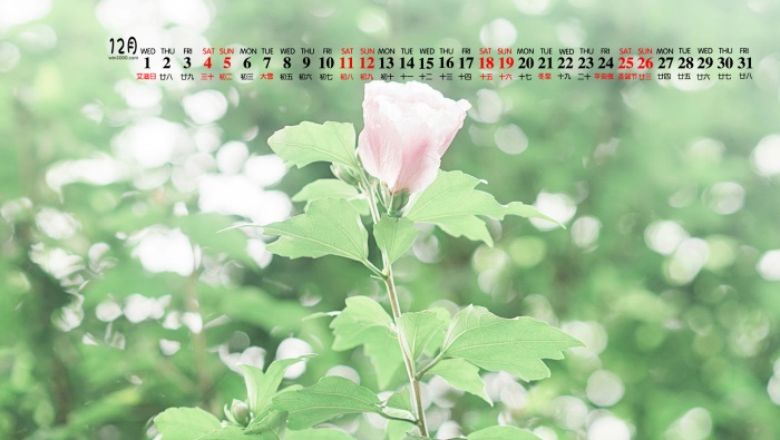 Fresh and elegant HD calendar wallpaper for December 2021