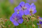 Geranium picture desktop wallpaper