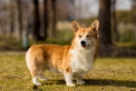 Running corgi pictures desktop wallpaper