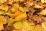 Autumn ginkgo leaves pictures desktop wallpaper