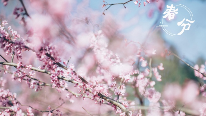 Spring Equinox Beautiful Flowers Pictures Desktop Wallpaper