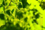 April 2022 fresh eye-protecting green leaves calendar wallpaper