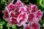 Pink geranium pictures