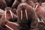 HD walrus pictures