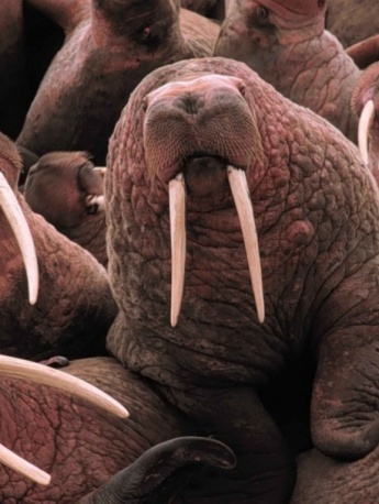 HD walrus pictures