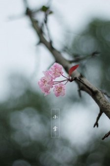 Beautiful pictures of Xiaoxue solar term mobile wallpaper