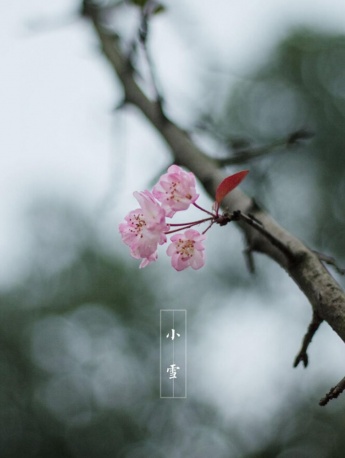 Beautiful pictures of Xiaoxue solar term mobile wallpaper