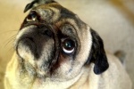 Cute and cute pug pictures