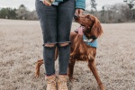 Irish Setter Dog Pictures Desktop Wallpaper