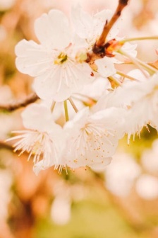 Spring is coming beautiful scenery mobile wallpaper