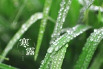 Fresh and eye-protecting scenery wallpaper of the cold dew solar term