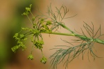 HD dill flower pictures desktop wallpaper
