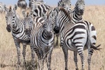 wild zebra pictures
