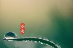 節氣穀雨高清桌麵壁紙圖片