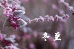 Traditional solar term winter solstice frost flower picture desktop wallpaper