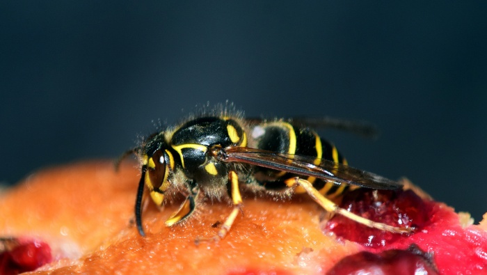 Wasp picture material HD computer wallpaper