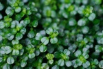 Eye protection green plant background picture desktop wallpaper