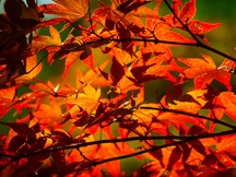 秋天的枫叶（一）