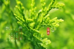 2022年4月節氣穀雨日曆壁紙