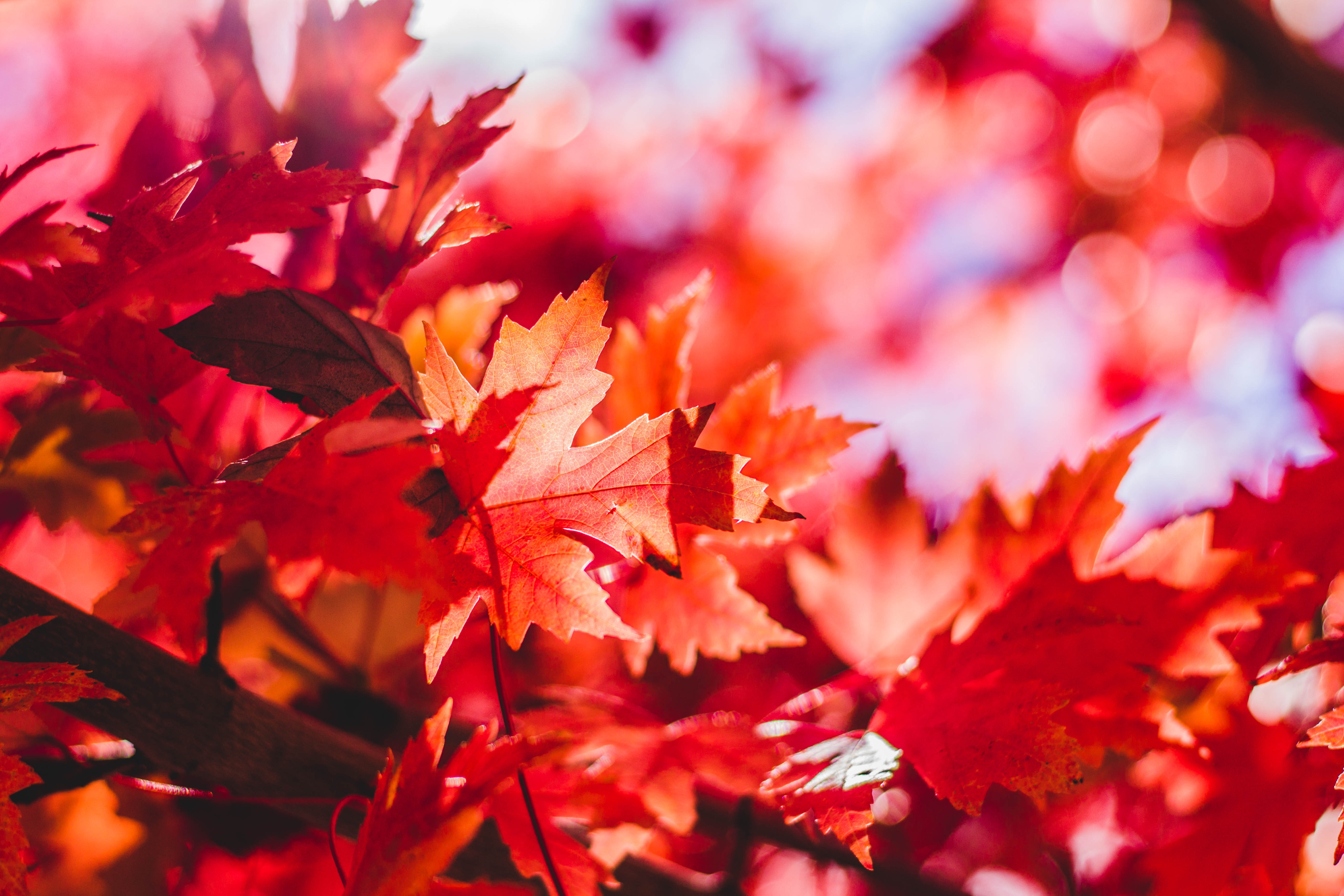 秋天红色的枫叶图片桌面壁纸