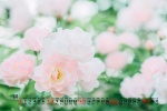 2021年8月公园花草树叶桌面日历壁纸