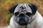 Cute and cute pug pictures