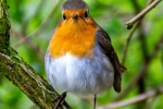 Robin on a branch picture
