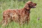 Irish Setter Dog Pictures Desktop Wallpaper