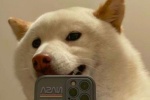 Dog selfie best friend avatar