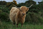 Long haired Scottish cow pictures