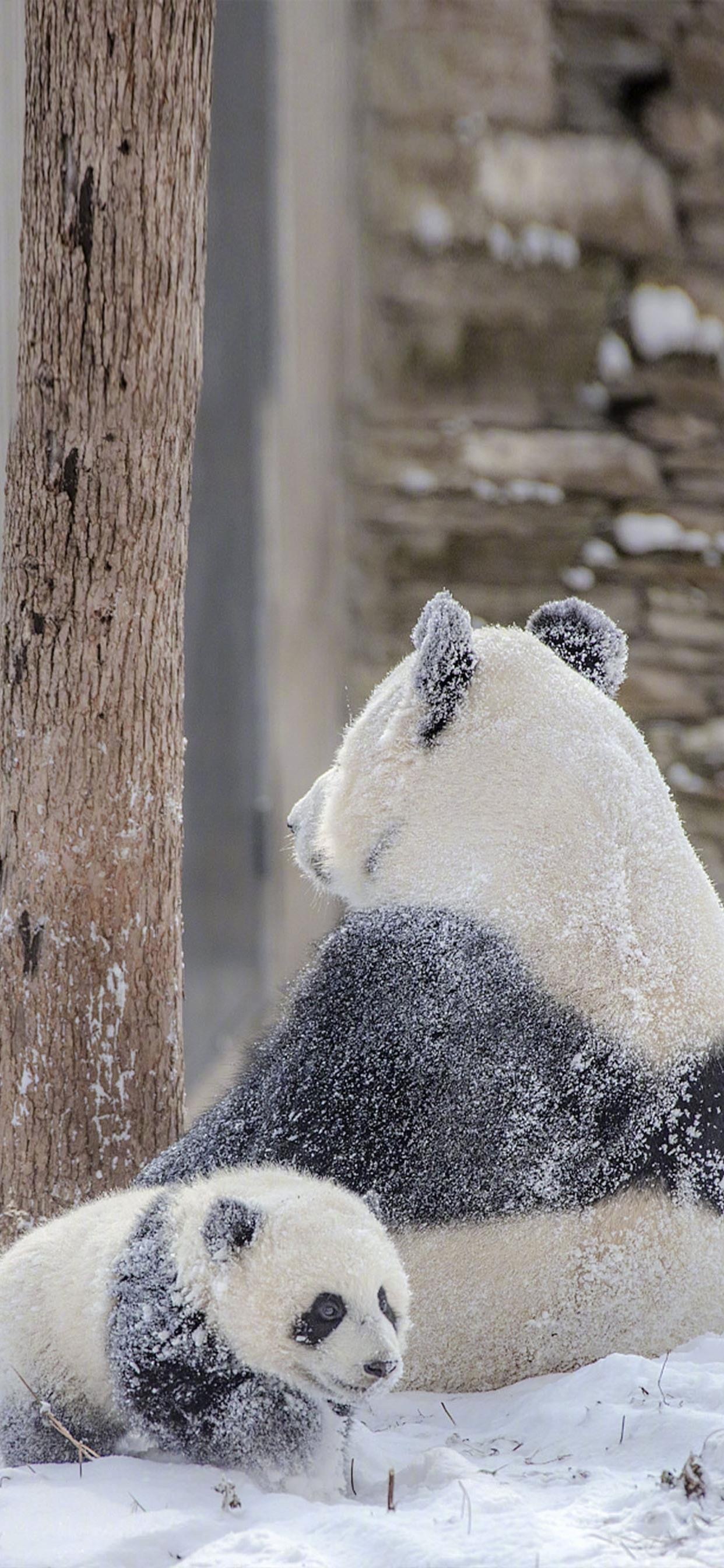 大熊猫雪地嬉戏手机壁纸