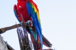 Colorful macaw pictures