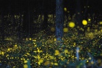 Xishuangbanna firefly night scene pictures