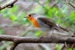 Robin on a branch picture
