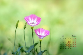 April 2021 fresh eye-protecting desktop calendar wallpaper