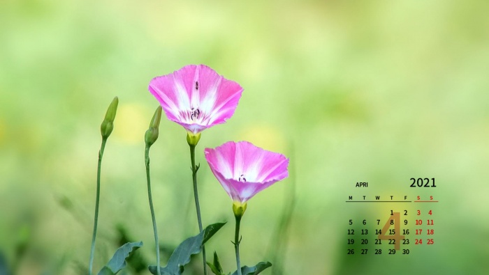 April 2021 fresh eye-protecting desktop calendar wallpaper