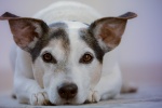 Jack Russell Terrier Pictures Desktop Wallpaper