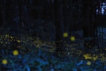 Xishuangbanna firefly night scene pictures