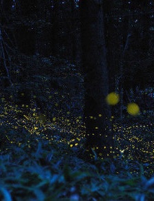 西雙版納螢火蟲夜景圖片