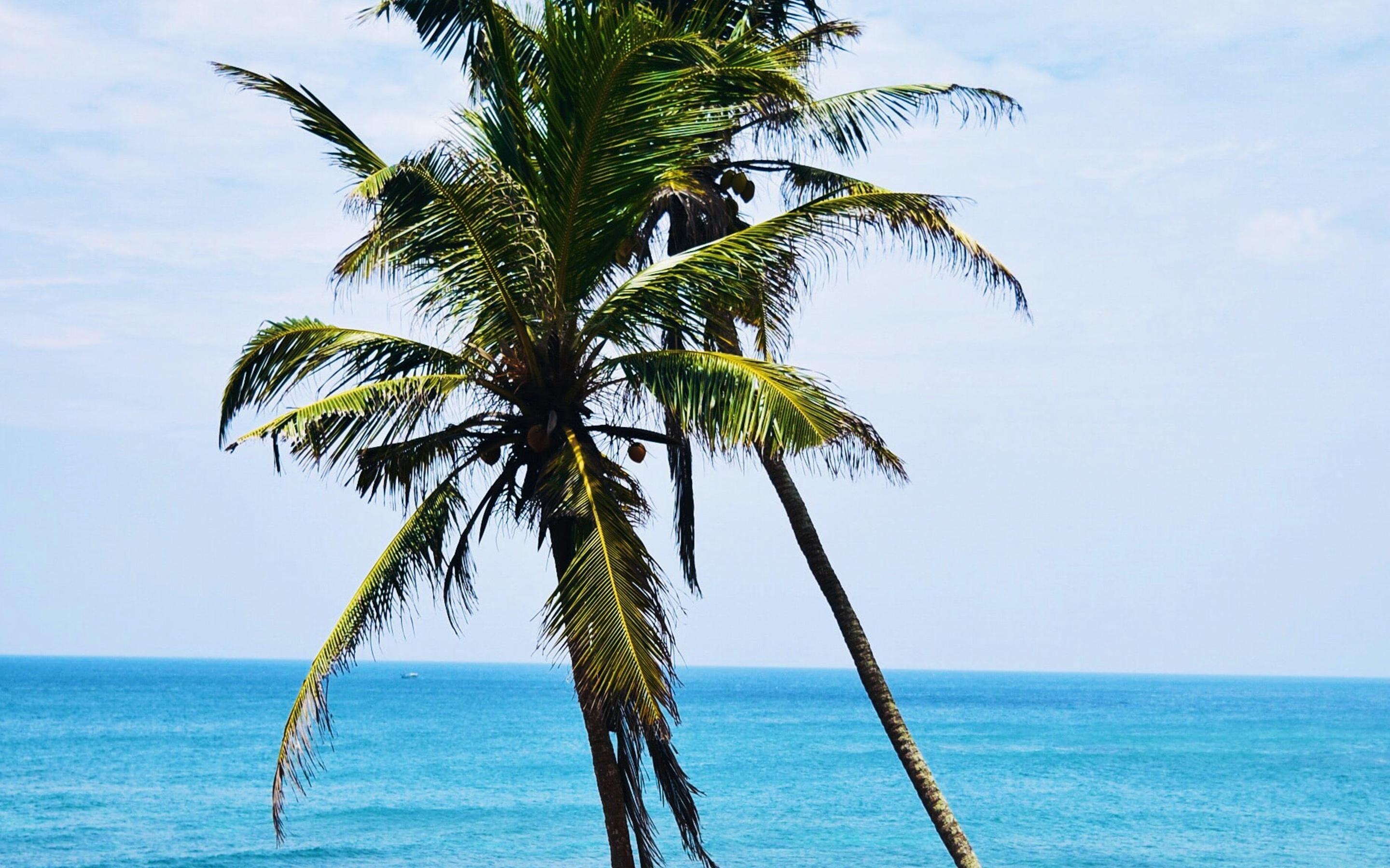 夏日海边椰子树风光美景桌面壁纸