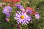 Beautiful aster pictures and photography