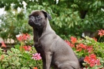 Cute and cute pug pictures