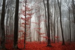 Autumn forest full of red leaves picture wallpaper